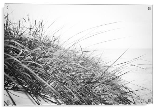 Beach grass in Black and White Acrylic by Wdnet Studio