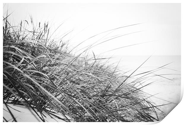 Beach grass in Black and White Print by Wdnet Studio
