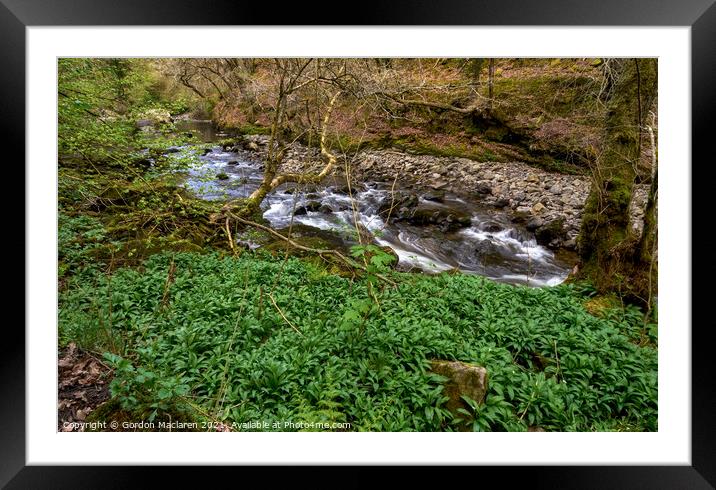 Wild Garlic, River Neath, Pontneddfechan Framed Mounted Print by Gordon Maclaren