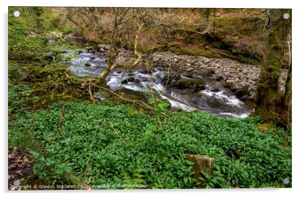Wild Garlic, River Neath, Pontneddfechan Acrylic by Gordon Maclaren