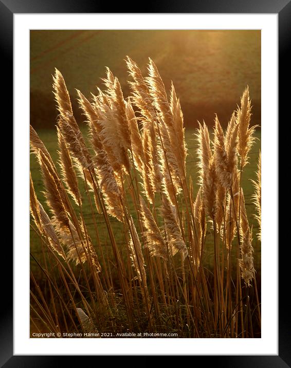 Common Reed Framed Mounted Print by Stephen Hamer