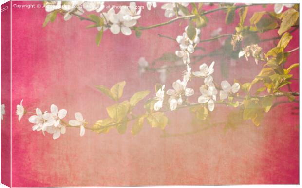 Blossoms Canvas Print by Aimie Burley