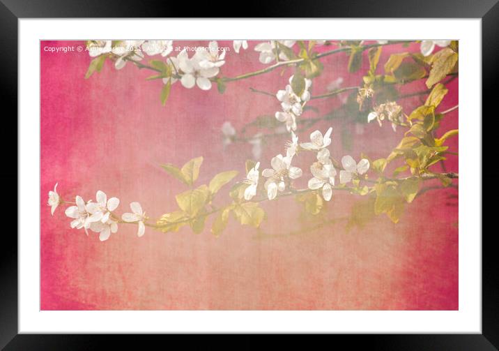 Blossoms Framed Mounted Print by Aimie Burley