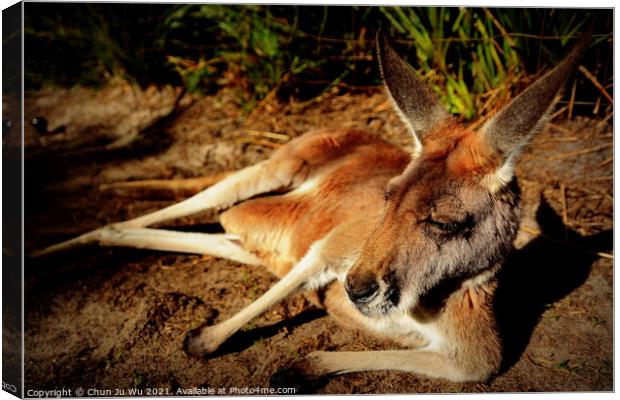 A kangaroo lying on the ground Canvas Print by Chun Ju Wu