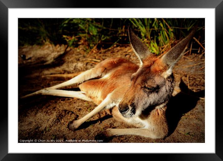 A kangaroo lying on the ground Framed Mounted Print by Chun Ju Wu