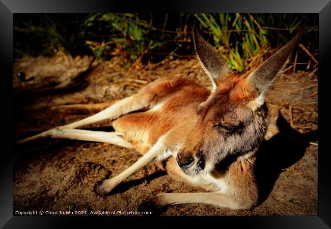 A kangaroo lying on the ground Framed Print by Chun Ju Wu