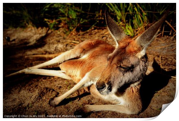 A kangaroo lying on the ground Print by Chun Ju Wu