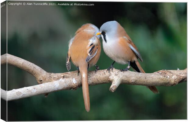 pair of bearded tits Canvas Print by Alan Tunnicliffe