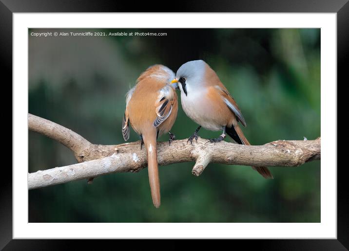 pair of bearded tits Framed Mounted Print by Alan Tunnicliffe