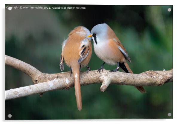 pair of bearded tits Acrylic by Alan Tunnicliffe