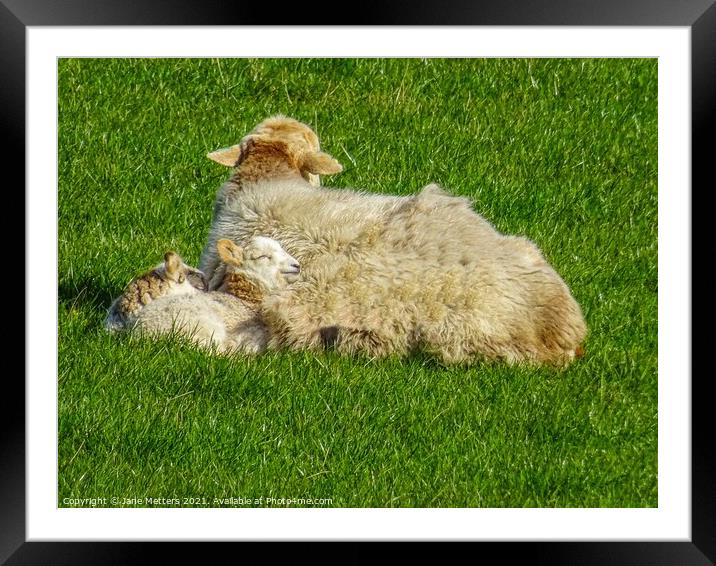 Cuddling up to Mama  Framed Mounted Print by Jane Metters