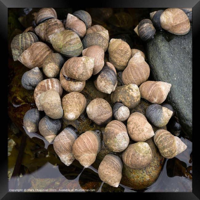 Winkle shellfish colony, Isle of Skye, Scotland Framed Print by Photimageon UK