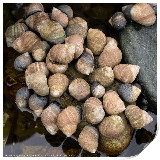 Winkle shellfish colony, Isle of Skye, Scotland Print by Photimageon UK