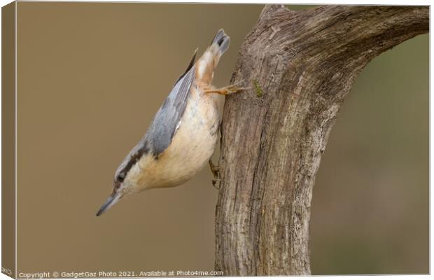 Nuthatch in the woods Canvas Print by GadgetGaz Photo