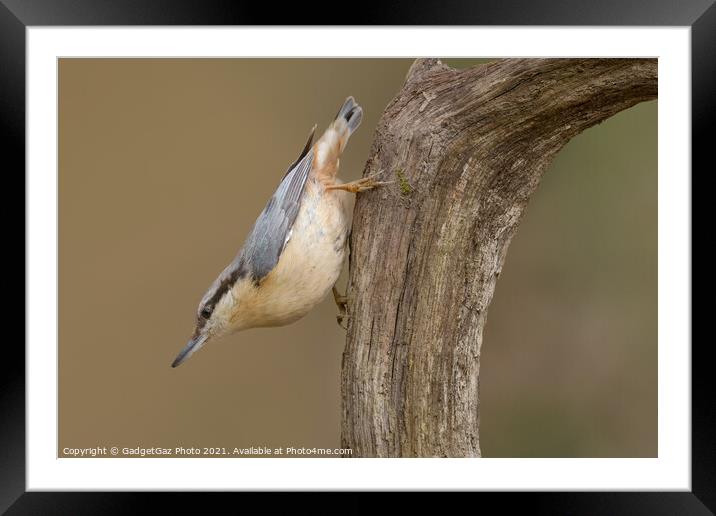 Nuthatch in the woods Framed Mounted Print by GadgetGaz Photo