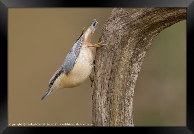 Nuthatch in the woods Framed Print by GadgetGaz Photo