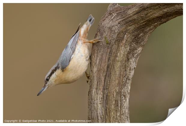 Nuthatch in the woods Print by GadgetGaz Photo