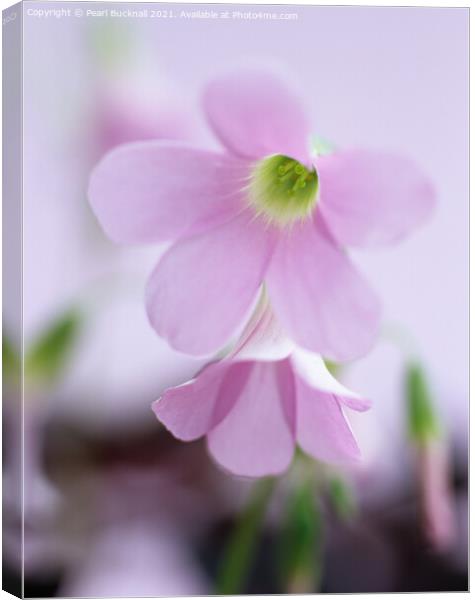 Soft Pink Purple Shamrock Flowers Canvas Print by Pearl Bucknall