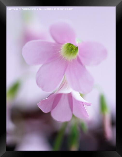 Soft Pink Purple Shamrock Flowers Framed Print by Pearl Bucknall