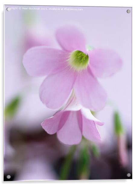 Soft Pink Purple Shamrock Flowers Acrylic by Pearl Bucknall