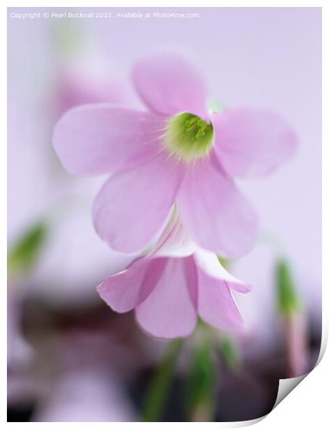 Soft Pink Purple Shamrock Flowers Print by Pearl Bucknall