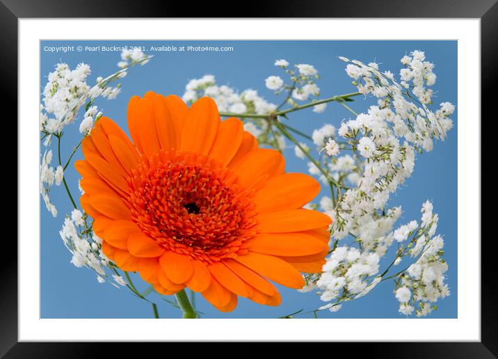 Orange Gerbera Flower in Gypsophila Flowers Framed Mounted Print by Pearl Bucknall