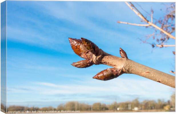 Sticky buds Horse Chestnut Canvas Print by Allan Bell