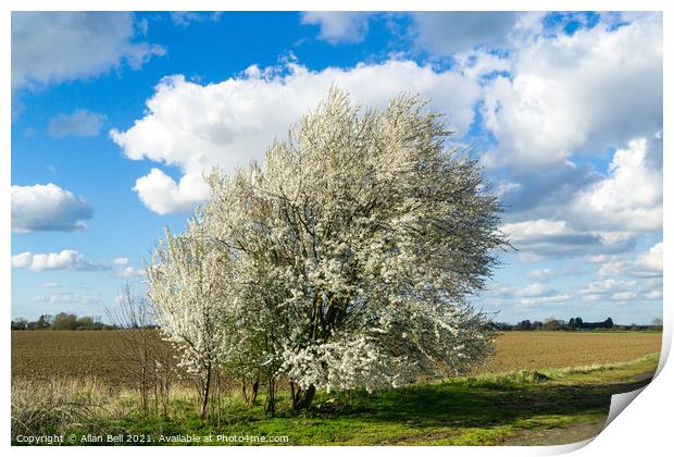 Blackthorn Blossom Early Spring Print by Allan Bell