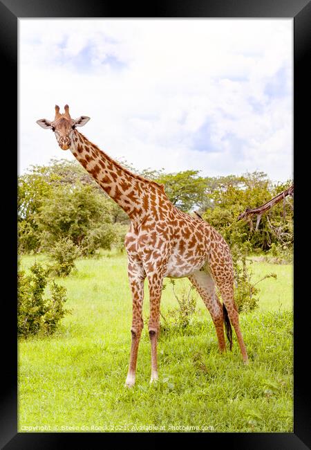 Masai Giraffe. Framed Print by Steve de Roeck