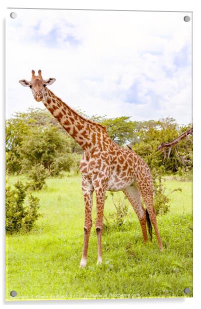 Masai Giraffe. Acrylic by Steve de Roeck