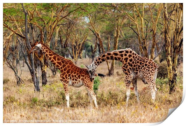 Giraffe Pair In Accacia Woodland Print by Steve de Roeck