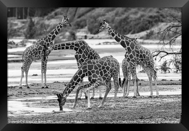 Reticulated Giraffe Black & White Framed Print by Steve de Roeck