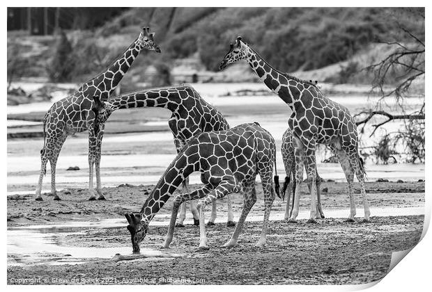 Reticulated Giraffe Black & White Print by Steve de Roeck