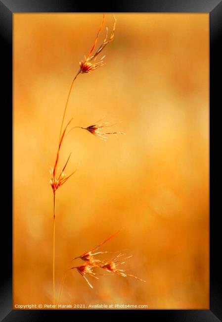 Winter grass seeds South Africa Framed Print by Pieter Marais