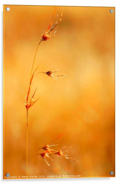 Winter grass seeds South Africa Acrylic by Pieter Marais
