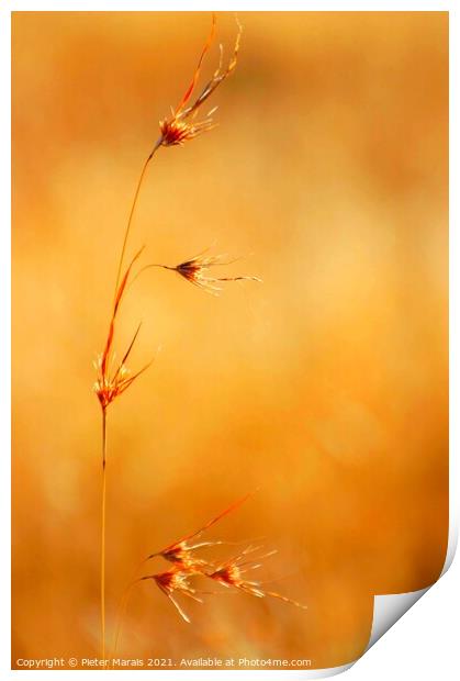 Winter grass seeds South Africa Print by Pieter Marais