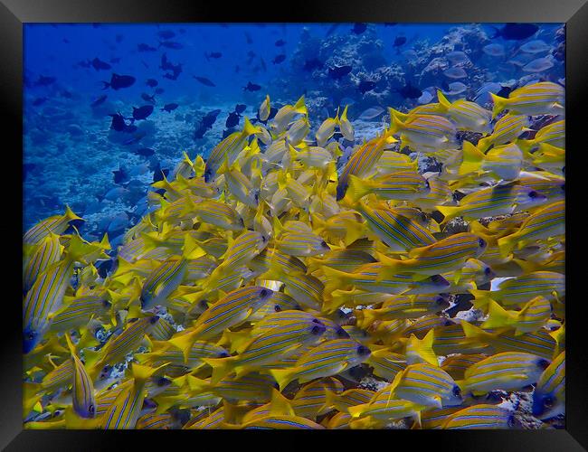 Yellow fish underwater diving in Maldives Framed Print by mark humpage