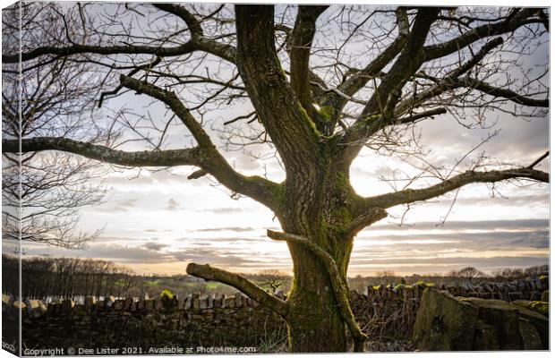 The glow of the Oak tree, Rivington in Lancashire  Canvas Print by Dee Lister