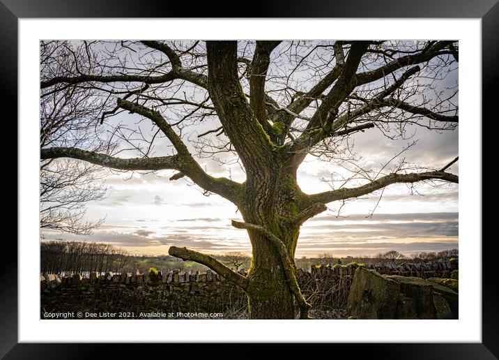 The glow of the Oak tree, Rivington in Lancashire  Framed Mounted Print by Dee Lister