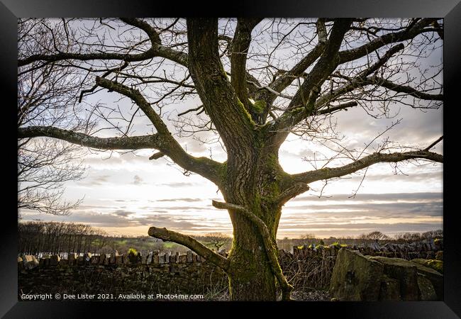 The glow of the Oak tree, Rivington in Lancashire  Framed Print by Dee Lister