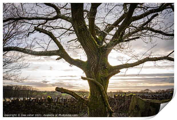 The glow of the Oak tree, Rivington in Lancashire  Print by Dee Lister