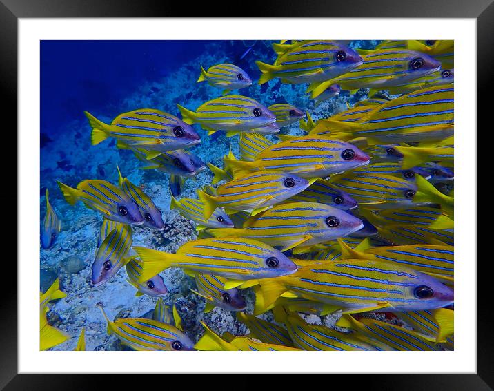 Yellow fish underwater diving in Maldives Framed Mounted Print by mark humpage