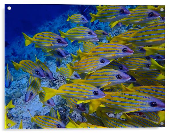 Yellow fish underwater diving in Maldives Acrylic by mark humpage