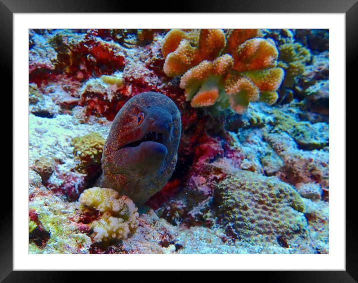 Moray eel underwater hiding in coral Framed Mounted Print by mark humpage