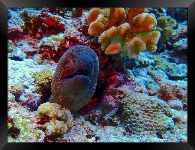 Moray eel underwater hiding in coral Framed Print by mark humpage