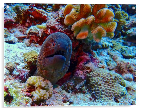 Moray eel underwater hiding in coral Acrylic by mark humpage