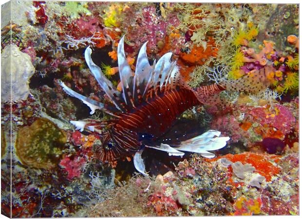 Lion fish underwater diving in Maldives Canvas Print by mark humpage