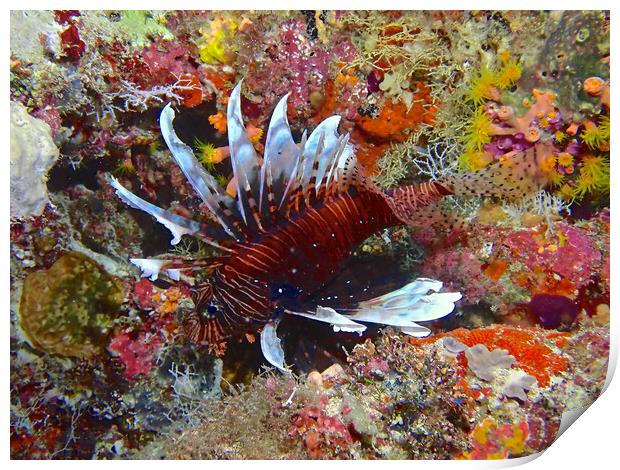 Lion fish underwater diving in Maldives Print by mark humpage