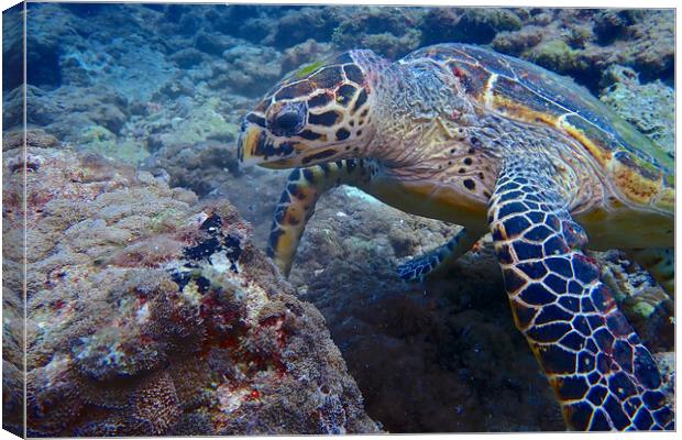 Turtle underwater diving in Maldives Canvas Print by mark humpage