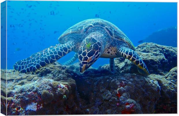 Turtle underwater diving in Maldives Canvas Print by mark humpage